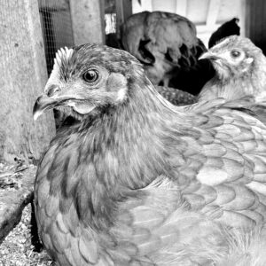 photo Formal Portrait - Taken on a sunny June weekend, in the chicken coop in the park.  Similar to another color submission, but the subject looked especially dignified in black and white by Karl Woodall