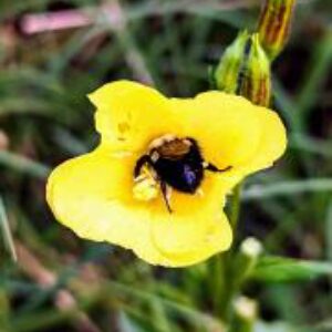 photo Bumble Bee Bed - Taken on the park trail on August 31, 2023 by Nicole Nairn