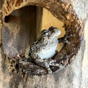 photo Frog Friend - Taken at a Bluebird Box near the frisbee golf course, across from the main playground on April 15, 2023. I believe it is a Cope's Grey Treefrog. by Melissa Biddlecomb
