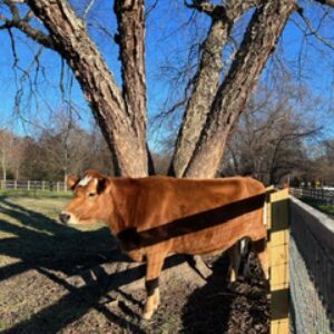 photo Cow Sunbathing - Taken at the Cow Field on December 12, 2023 by Gabrielle Dorn