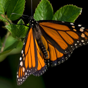 photo Monarch Butterfly - Taken on the Blackberry Trail on August 27, 2023 by Domonic "Mickie" Vigneri