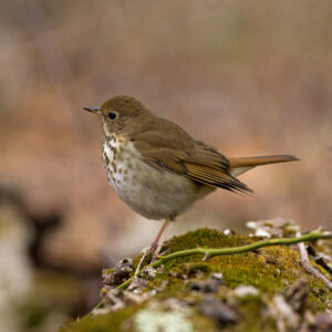 photo Hermit Thrush Fluted - Taken on the Blackberry Trail on March 12, 2023 by Domonic "Mickie" Vigneri
