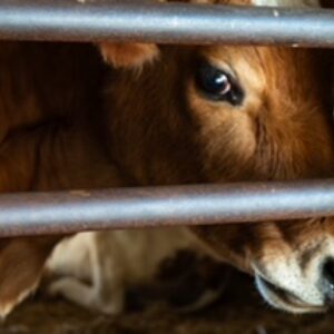 photo It's a Mood - Taken late morning, in the barn on November 19, 2023 by Jonathan Miller