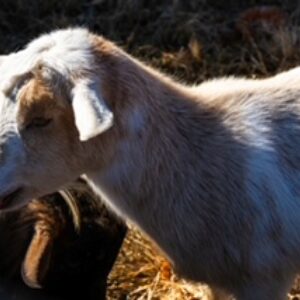 photo Goats These Days - Taken late morning near the silos on November 19, 2023 by Jonathan Miller