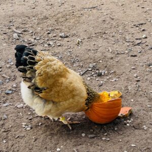 photo Pumpkin Head - Taken by the chicken coop in October 2023 by Alexandra Kisic (age 9)