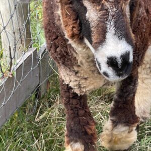 photo What are You Looking At? - Taken at Kinder Farm Park in October 2023 by Sebastian Kisic (age 7)