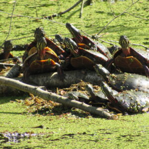 photo Turtles Sunning - These turtles were all sunning themselves on the same bale of hay and branches in the duck pond at the farm on April 20, 2023. They all had their heads up pointing at the bright sun.  I count at least 13 of them! by Karen Schoenhaar