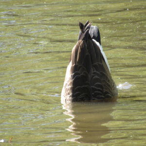 photo Bottoms Up - This goose photo was taken at the Duck Pond on October 12, 2023.  I took it just after the goose put its head under water. by Karen Schoenhaar