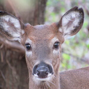 photo Oh Deer! - I was walking along the Perimeter Trail on the west side of the park on October 26, 2023, when I spotted this deer watching me from the woods. We both stood there a while starring at each other as I took pictures.  He was probably wondering what I was pointing at him! by Karen Schoenhaar