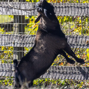 photo Goat Savors Free Massage - Taken at the goat pen on October 22, 2023 by Kurt DeLorenzo
