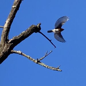 photo Bluebird in Flight - Taken near the animal barns on February 3, 2024 by Sarah Crawford