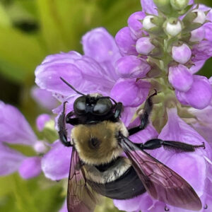 photo Beeing Obedient - Taken behind the Visitors Center of a bee gathering pollen from the beautiful Obedient plant on August 28, 2023 by Bradly Hunt