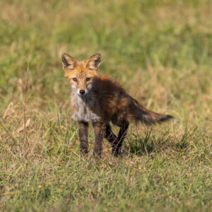 photo Fox's Gaze in an Open Meadow - Taken in field next to the cow pasture on November 5, 2023 by Jessica Phipps