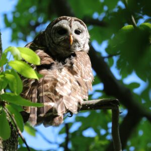 photo I Have an Itch - Taken on the Blackberry Trail, near the Greenbriar Trail, on May 6, 2023 by Aaron Hedetniemi