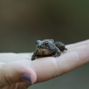photo Don't Woman Handle Me! - Taken on the Blackberry Trail, near the Greenbriar Trail, on May 6, 2023 by Aaron Hedetniemi