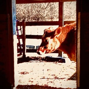 photo Got Milk? - Taken on December 15, 2023 by Chuck Kozub