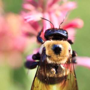 photo Buzz - Taken along the Wildflower Trail on July 18, 2023 by Jennifer Hufford