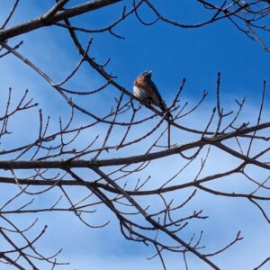photo Flutter One - Taken in February 2024 on the trail behind the playground by Zoey Sowles (age 8)