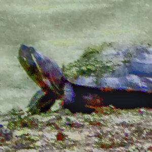 photo Turtle Sunning on Platform - Taken from the south side of Bunk’s Pond looking north on October 11, 2023 by Mark Laster