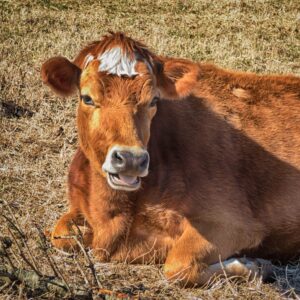 photo Just Between Us - Taken in the pasture west of the farmhouse on February 3, 2024 by Mark Laster