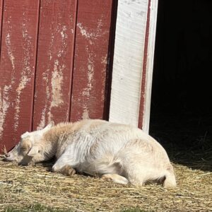 photo Afternoon Snooze - Taken at Kinder Farm Park on February 20, 2024 by Emily Strasberg (age 7)