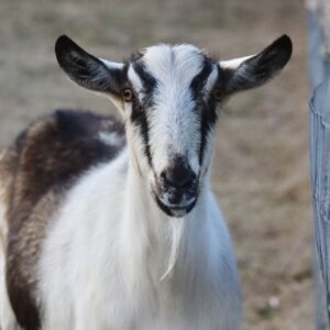 photo Serene Stare - Taken at the goat area on February 9, 2024 by Heidi Wagner