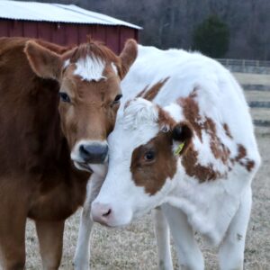 photo Caring Cows - Taken at the cow area on February 9, 2024 by Heidi Wagner