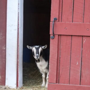 photo Hello - Taken at the goat area on February 9, 2024 by Heidi Wagner