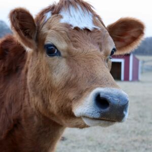 photo Gentle Giant - Taken at the cow area on February 9, 2024 by Heidi Wagner