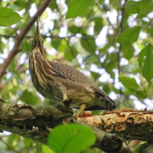 photo Green Heron-The Lookout - Taken at Bunk’s Pond on August 21, 2023 by Mary Darling