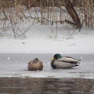 photo Winter Sleep on Snowy Pond - Taken at the Duck Pond on January 25, 2024 by Diana Conti