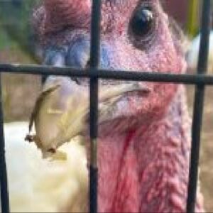 photo Pardon Me - Taken at the turkey coop on July 8, 2023 by Diana Conti