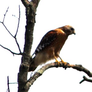 photo Red Shouldered Hawk - Every March 23, I put two totally biodegradable roses in a park to honor my parents (my mom passed away on March 23, 2007) who loved walking through our American wilderness.  It has to be a park I think they would enjoy hiking.  This year I chose Kinder Farm Park.  I found a wonderfully wild spot between the perimeter path and Bunk’s Pond.  As we left and returned to the perimeter path, we saw this hawk, letting us know we had made the right choice by Mirjan Spaar
