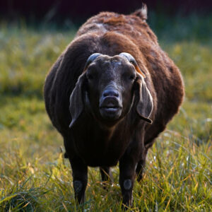 photo Love is in the Air - An animal sniffs the ground and raises her nose up in the air with lips peeled back, a kind stranger explained she might be smelling for a mate, December 9, 2023, while the sun set on Kinder Farm Park by Carmen Caver