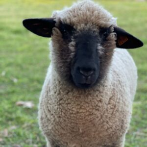 photo Fiona - Taken in the farm complex on May 2, 2023 by Madison Cassady