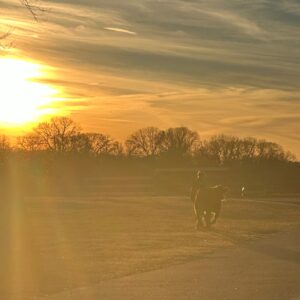 photo A Girl and Her Cow - Taken near the large barn on January 5, 2024 by Shawna Cassady