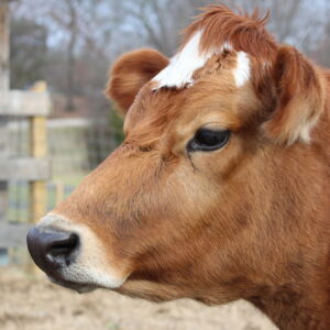 photo Where Chocolate Milk Comes From - Taken at the animal barn on December 30, 2023 by Connor Hedetniemi