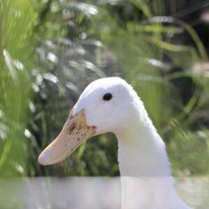 photo A Friendly Runner Duck - Taken at the duck enclosure on September 27, 2023 by Connor Hedetniemi