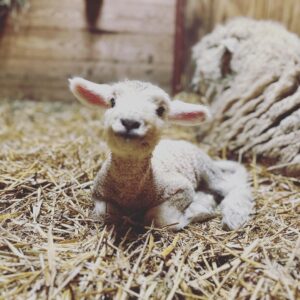 photo All Smiles - Taken in a large barn stall on March 9, 2023 by Masison Cassady