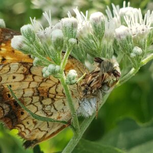 photo Ambush Bug Ambush! - Taken near the garden and chicken coop on September 6, 2023 by Shane Windsor