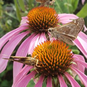 photo Skipper Party - Taken near the pollinator garden and bee hotel on August 30, 2023 by Shane Windsor