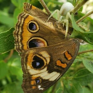 photo Snagged a Big One - Taken near the garden and chicken coop on August 30, 2023 by Shane Windsor