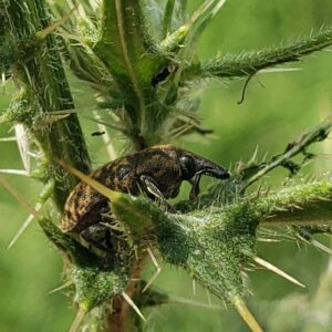photo Snoot - Taken near the pollinator garden and bee hotel on September 6, 2023 by Shane Windsor