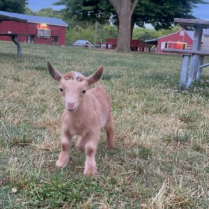 photo Hoppin' Around - Little baby Corduroy hopping around enjoying some freedom on May 29, 2023 by Jaidyn Railsback