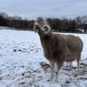 photo Frozen Lips - After it snowed my goat made a funny face and I caught it on camera, it looks like she is puckering up.  She was in the pasture behind the sheep barn.  The photo was taken January 18, 2023 by Kynzie Railsback (age 12)