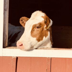 photo Peek-a-boo - I opened a window and Rosalie poked her head out to say hello. She was in the sheep barn.  The photo was taken on December 15, 2023 by Kynzie Railsback (age 12)