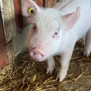 photo Rise andShine Little Piggy - The little piggy is begging for a bath as she sits in the gleaming sunlight.  She was in the pig barn.  The photo was taken on May 15, 2023 by Kynzie Railsback (age 12)