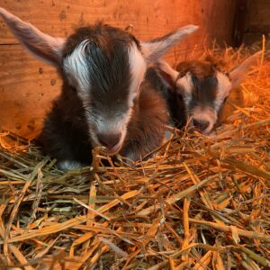 photo Naptime zzzzzzzz… - The baby kids couldn’t keep their eyes open after arriving on the farm; farm life is exhausting. They were in the cow barn.  The photo was taken on May 6, 2023 by Kynzie Railsback (age 12)