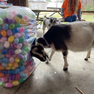 photo How do Chickens Lay so Many Eggs? - Dakota the goat is scratching her head or head butting the Easter eggs at the Easter Egg Hunt on April 1, 2023 by Kolton Railsback (age 9)