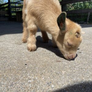 photo Discovering the Big New World - A little goat discovering a big new world behind the cow barn on May 27, 2023 by Kolton Railsback (age 9)